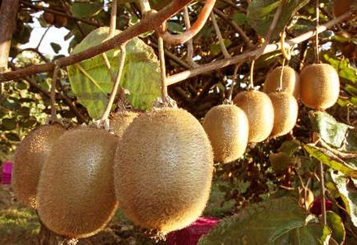 ۲۱۴۰ تن کیوی از مازندران به خارج کشور صادر شد