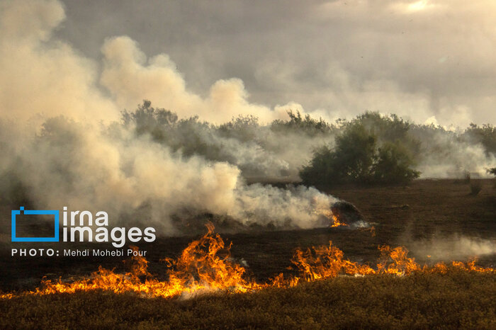 خشکسالی، قهرِ باران و حضور مسافران؛ مثلث خطرناک برای نابودی هیرکانی