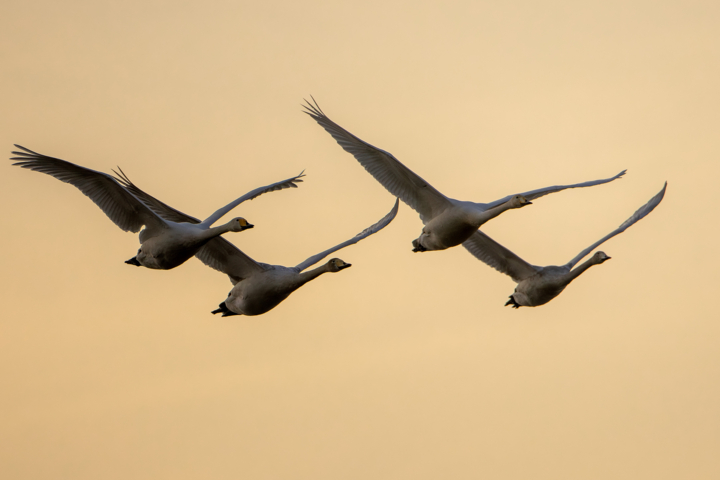 مسرت تالاب سرخرود با فرود قوهای فریادکش