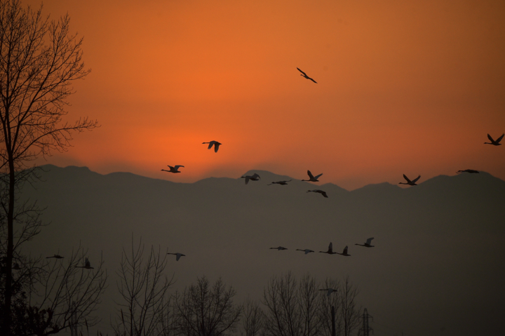 مسرت تالاب سرخرود با فرود قوهای فریادکش