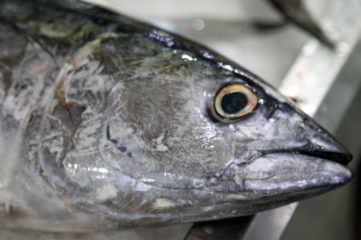 صید ماهی در دریای خزر متوقف شد