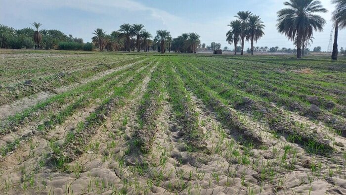 نهادههای کشاورزی تقلبی، آفت کشاورزی مازندران