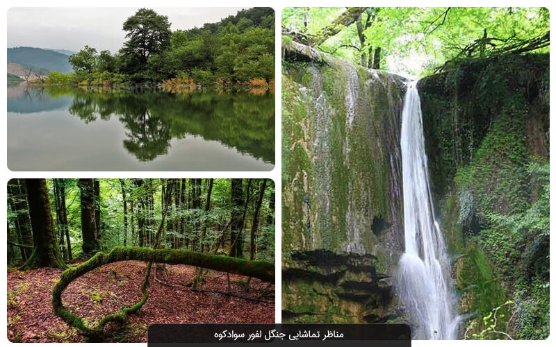 جنگل لفور سوادکوه