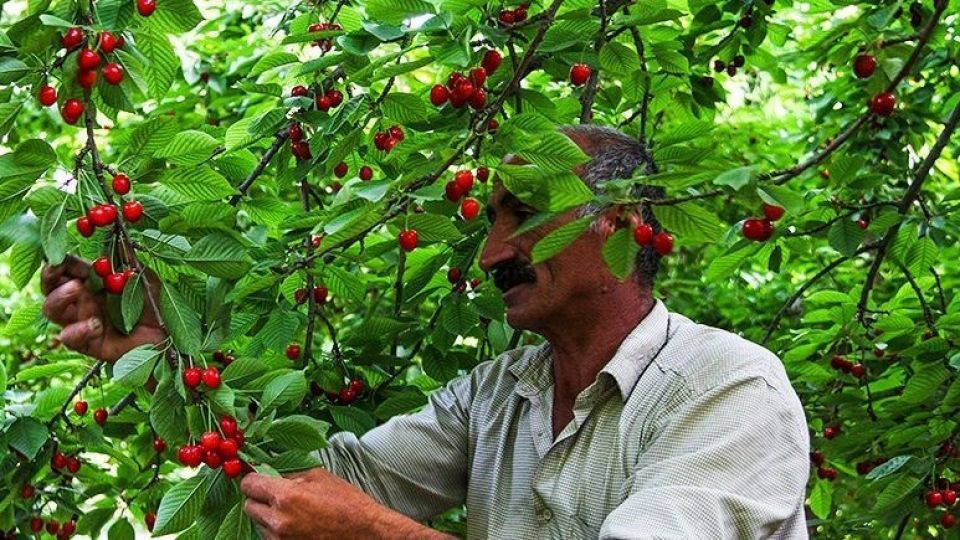  برداشت گیلاس