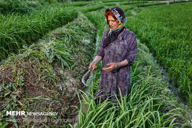 زنانی از روستاهای مازندران