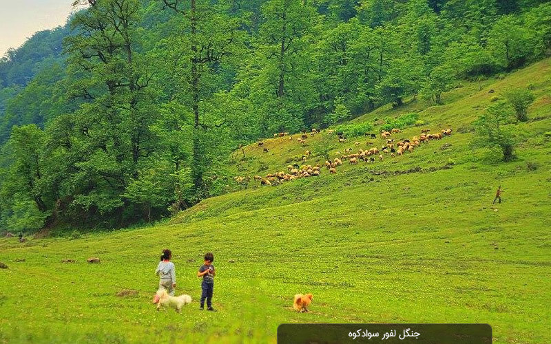 جنگل لفور سوادکوه
