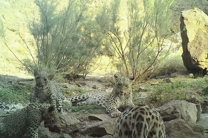 حمله پلنگ به گله گوسفندان و چوپان در یک روستای کجور حمله پلنگ به گله گوسفندان و چوپان در یک روستای کجور