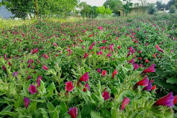 باغ بهشت در حاشیه مزارع بابل| ضعف در فرآوری گیاهان دارویی