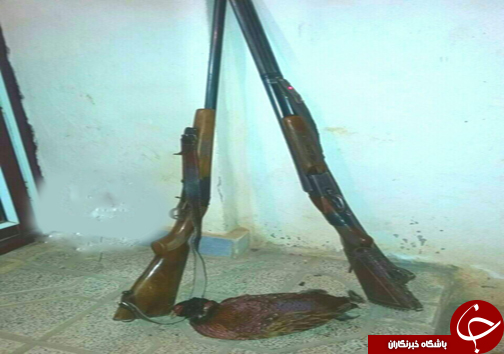 کشف 2 قبضه سلاح شکاری در ساری + تصاویر کشف 2 قبضه سلاح شکاری در ساری + تصاویر