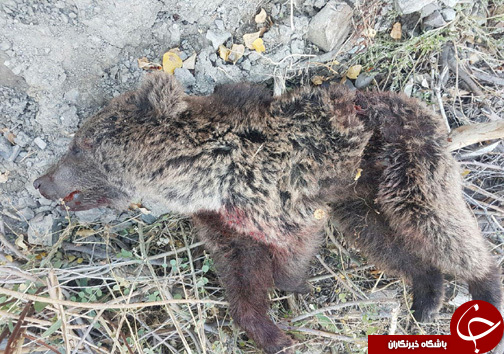 مرگ توله خرس در بلده نور + تصویر