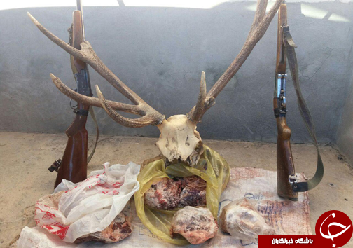 شکارچیان غیر مجاز در دام محیط بانان مازندران +تصاویر
