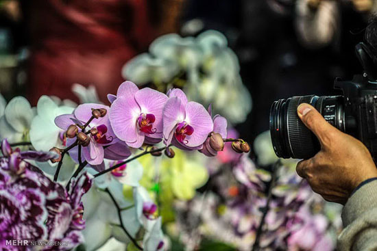 نخستین جشنواره ملی گل ارکیده