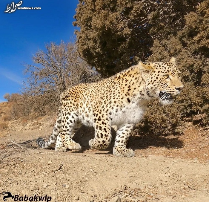 عکس / پلنگ زیبای ایرانی در شمال ایران عکس / پلنگ زیبای ایرانی در شمال ایران