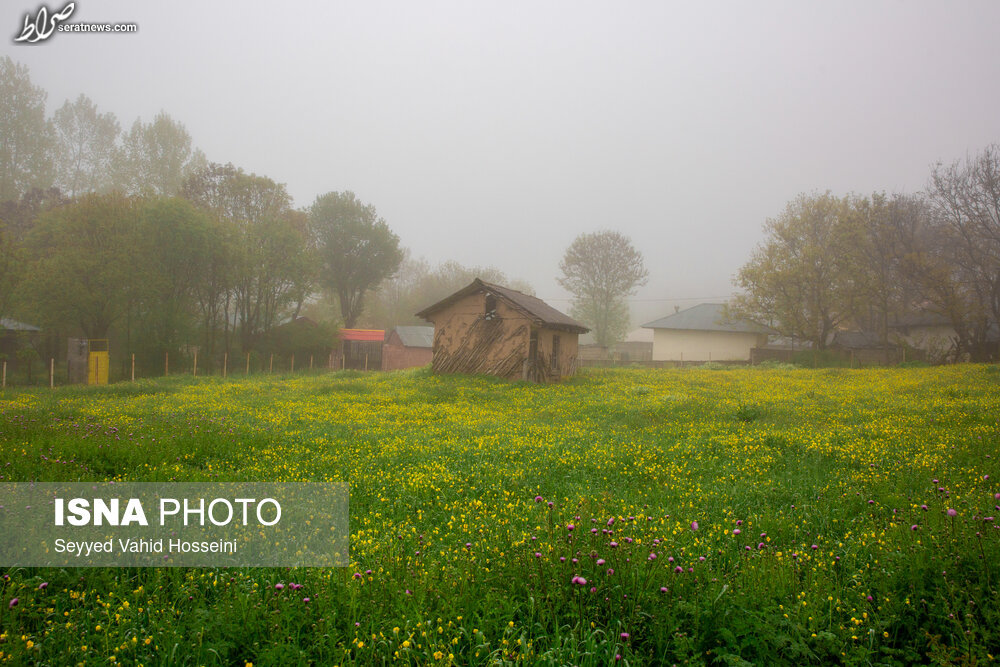 عکس/ ایران زیباست؛ بره سر عکس/ ایران زیباست؛ بره سر